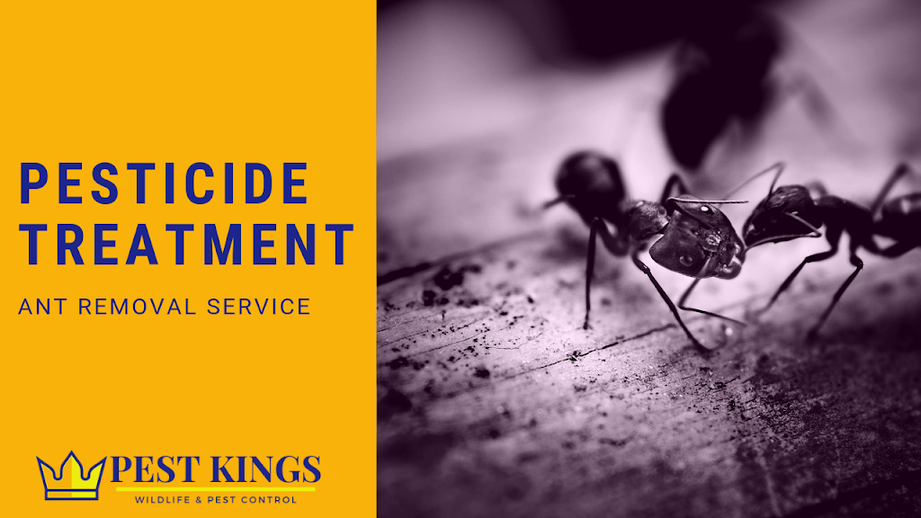 Pest Kings Wildlife & Pest Control | 30 Alphonsus Ct, Tottenham, ON L0G 1W0, Canada | Phone: (905) 406-0547