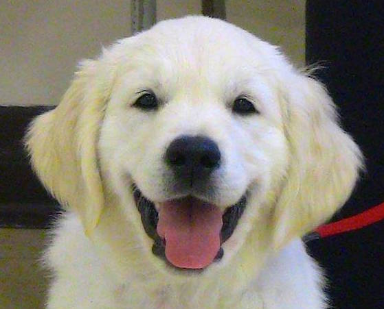 Canine Correspondence Studies with Norma Jeanne | 884 Centre Line Rd, Marmora, ON K0K 2M0, Canada | Phone: (705) 917-3647