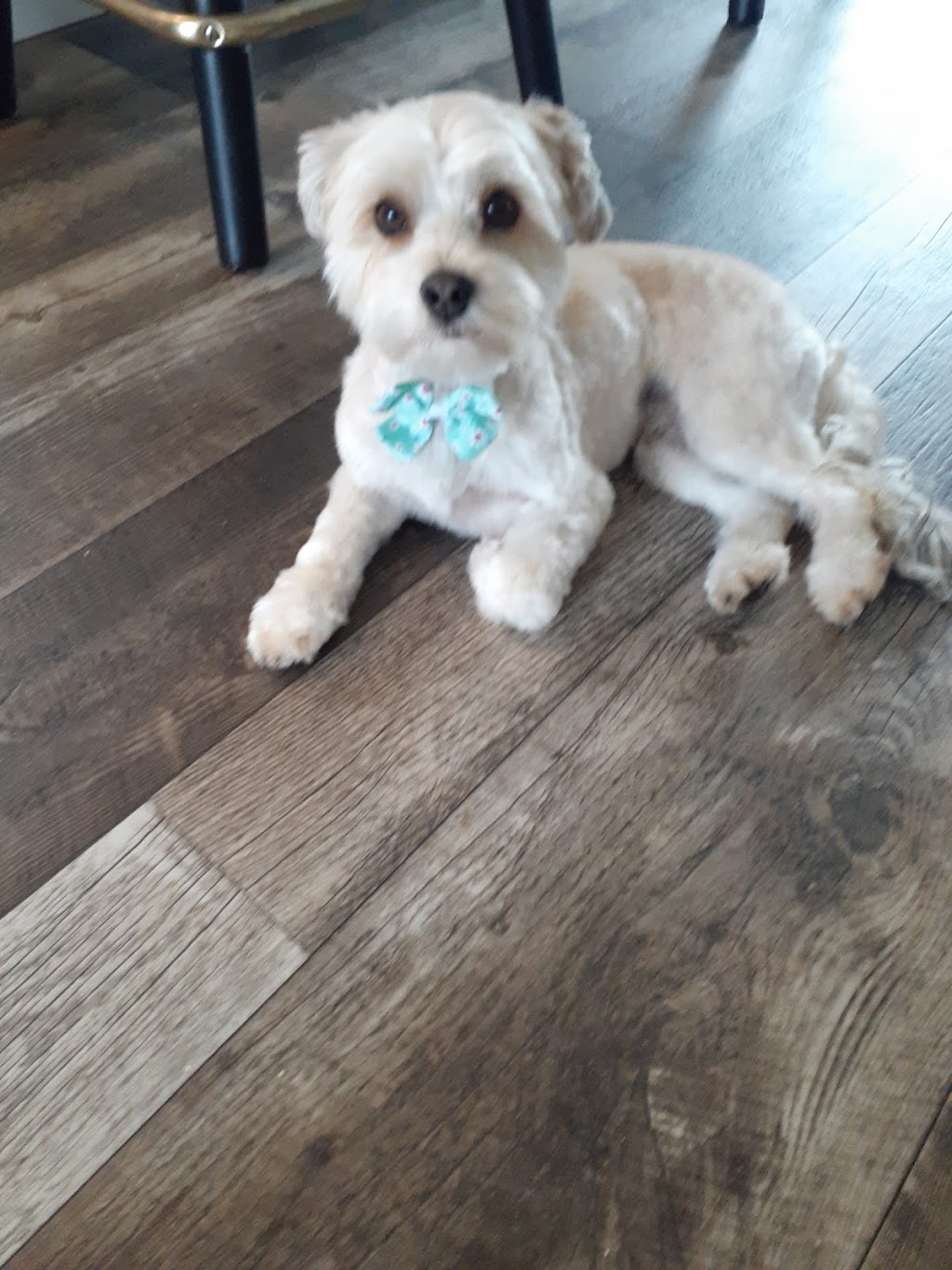 Barktouche Dog Grooming & Boarding | 227 Irving Blvd, Bouctouche, NB E4S 3K5, Canada | Phone: (506) 926-0028