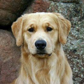 Wet Noses | 223042 AB-24, Carseland, AB T0J 0M0, Canada | Phone: (403) 901-2120