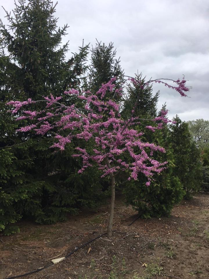 Bear Pine Trees - Nursery and Tree Farm | 8023 Pine Line, Chatham-Kent, ON N7M 1Z0, Canada | Phone: (519) 359-6273