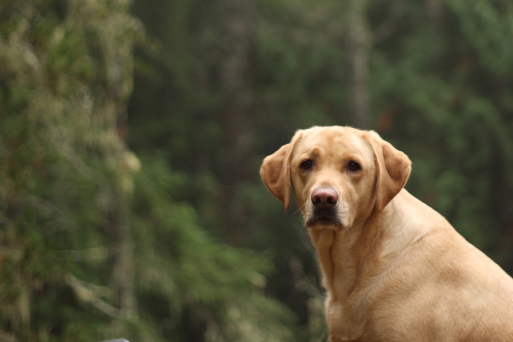 Wellington Animal Hospital Woodstock Veterinarian | 95 Wellington St S, Woodstock, ON N4S 3H9, Canada | Phone: (519) 539-9722