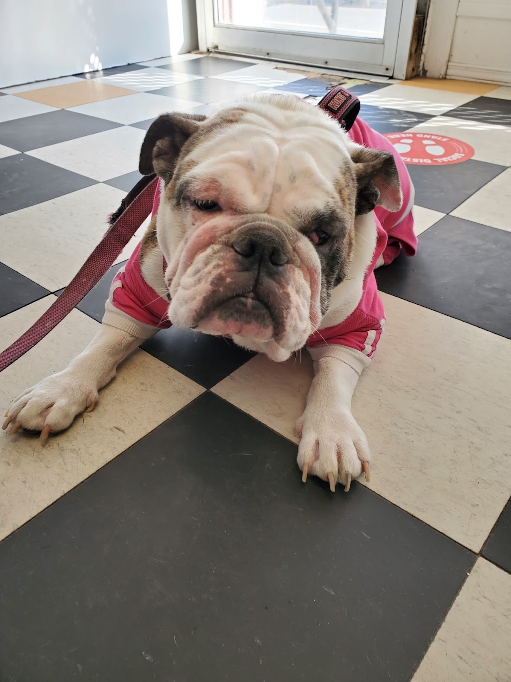 Ruff Cuts Dog Grooming | 110 Queen St, Lindsay, ON K9V 1G8, Canada | Phone: (705) 328-0530