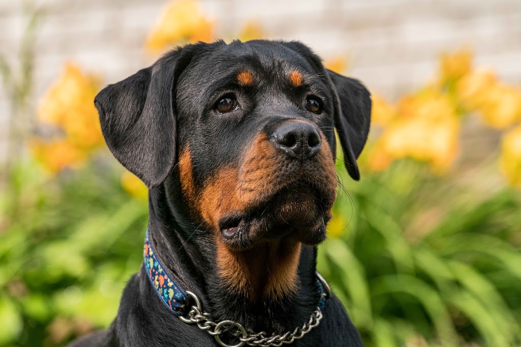 Stephen Bluhms Pet Photography | 120 Sunrise Pl, Kitchener, ON N2B 3S9, Canada | Phone: (519) 716-4921