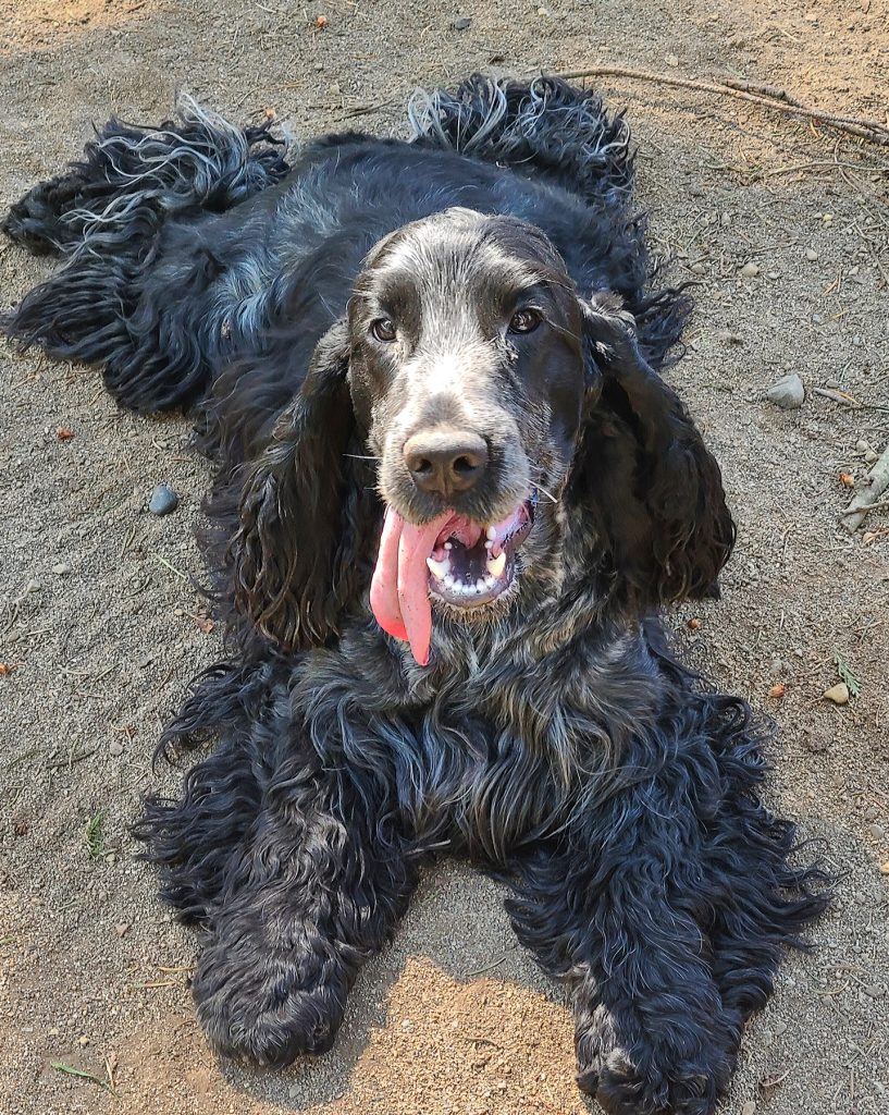 Seaside Canine Dog Training, Walking & Grooming | 10370 Patricia Pl, Sidney, BC V8L 3J6, Canada | Phone: (250) 893-2946