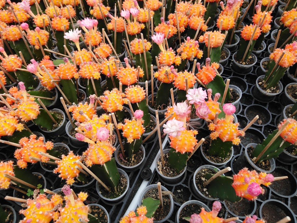 Floral Dimensions | 906 Hwy 20 W, Fenwick, ON L0S 1C0, Canada | Phone: (905) 892-4947