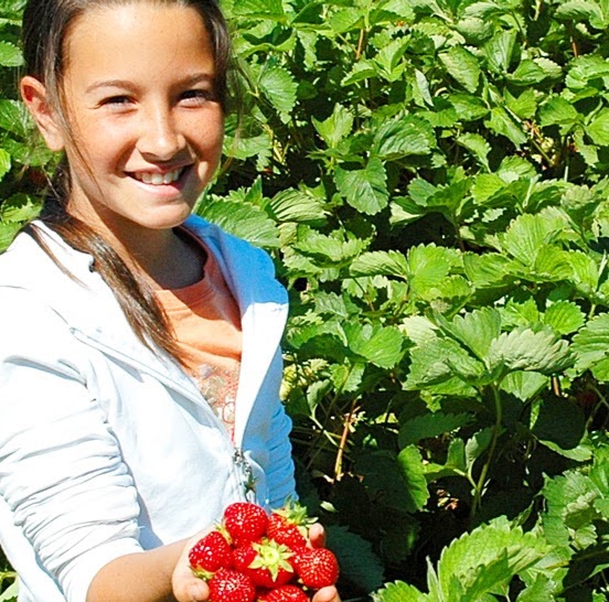 Au pays des petits fruits | 11000 Rang Ste-Henriette, Mirabel, QC J7J 1Z9, Canada | Phone: (450) 475-6158