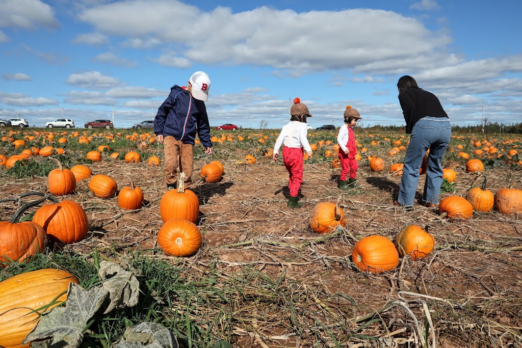 Blakes Pumpkin Jungle | 970 Shore Rd, Debert, NS B0M 1G0, Canada | Phone: (902) 890-2140