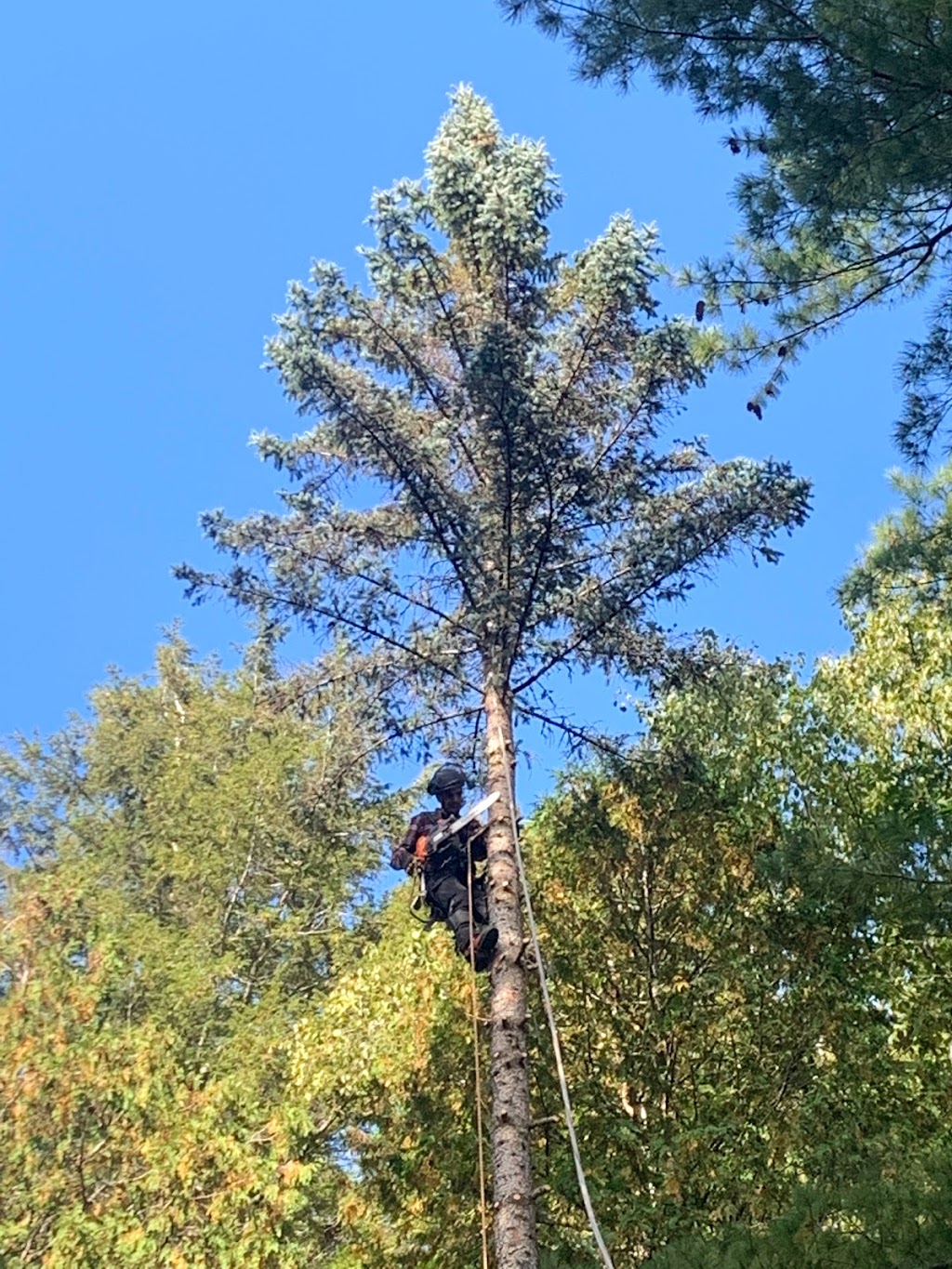 Abattage et Émondage Timber | 1206 QC-323, Namur, QC J0V 1N0, Canada | Phone: (514) 776-8423