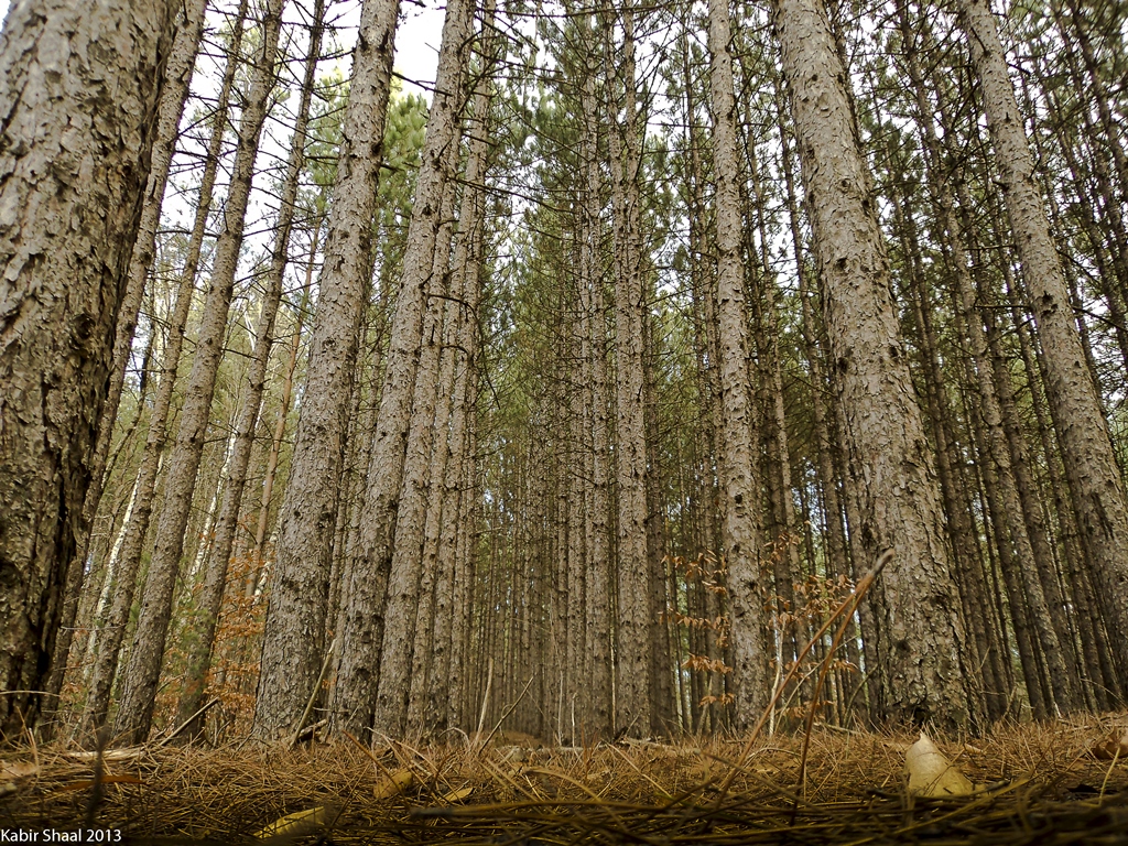 Walker Woods | Goodwood, ON L0C 1A0, Canada