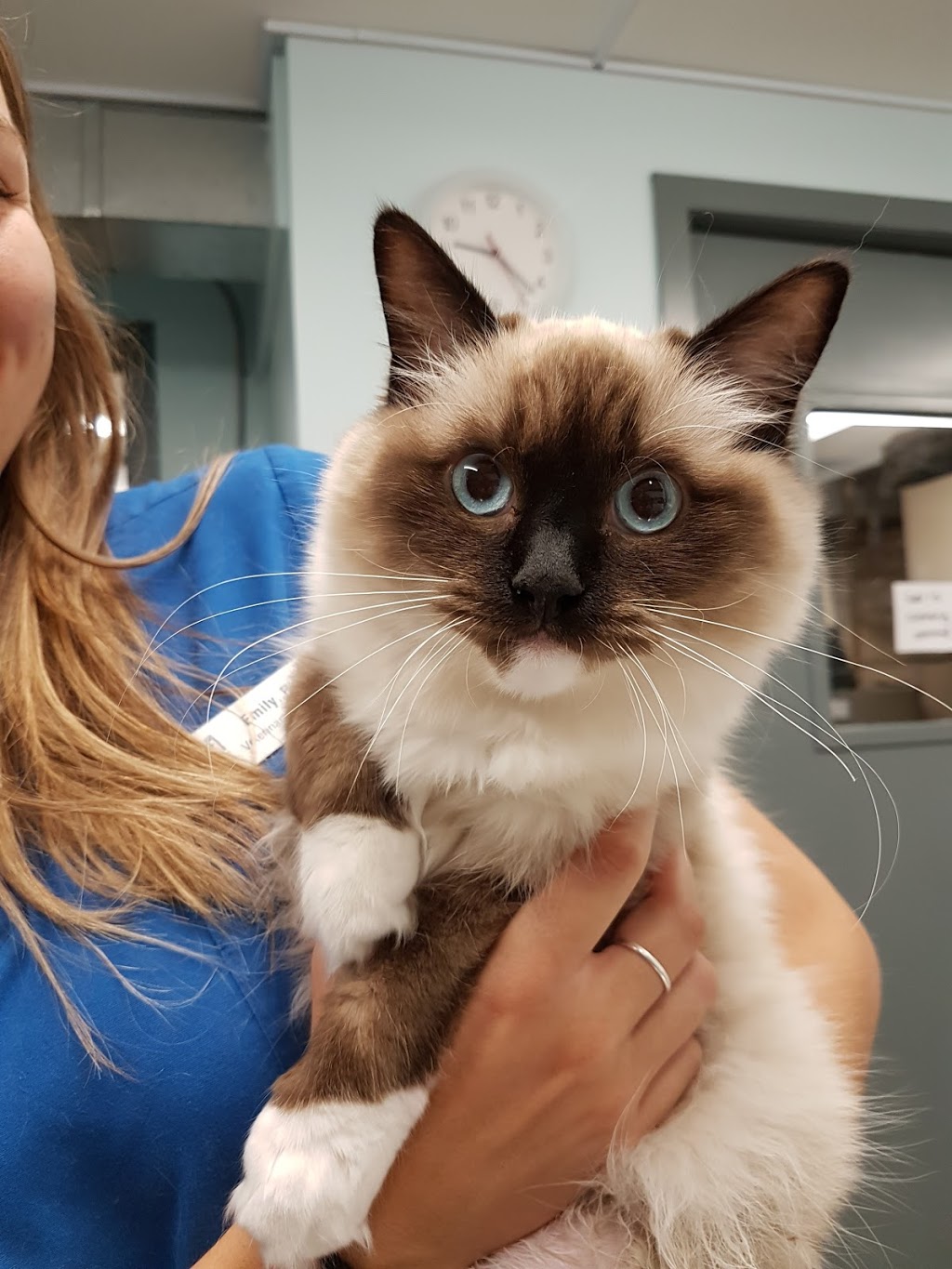 Don Head Village Animal Clinic | 737 Carrville Rd, Richmond Hill, ON L4C 6E5, Canada | Phone: (905) 707-9059