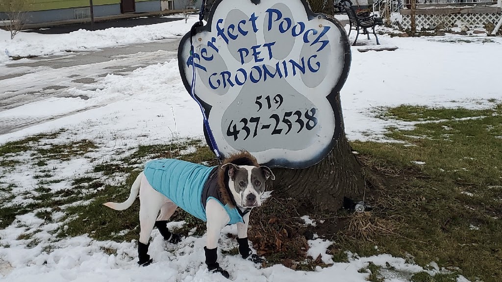 Perfect Pooch Pet Grooming | 9192 Talbot St W, Blenheim, ON N0P 1A0, Canada | Phone: (519) 437-2538