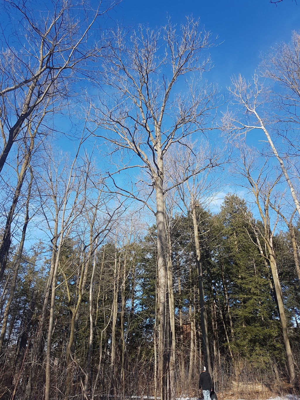 Bonshaw Avenue Park | 130 Bonshaw Ave, Newmarket, ON L3X 2Y4, Canada | Phone: (905) 895-5193