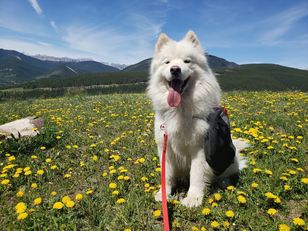 Sulphur Springs Trail | Sulphur Springs Trail, Bragg Creek, AB T0L 0K0, Canada