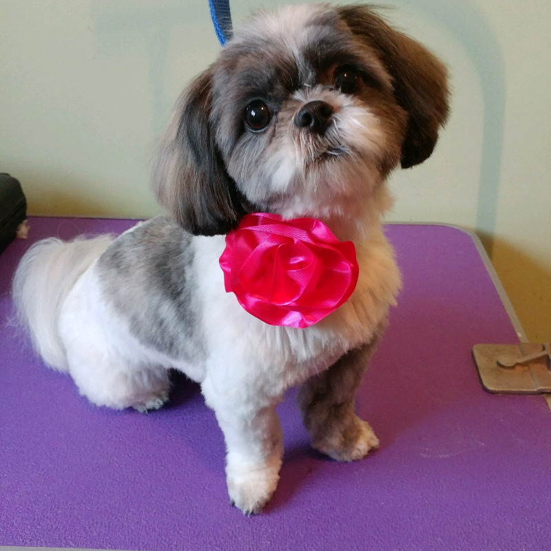 Ambers All Breed Grooming | 2261 Gallagher Ave, Winnipeg, MB R3E 1T7, Canada | Phone: (204) 390-5128