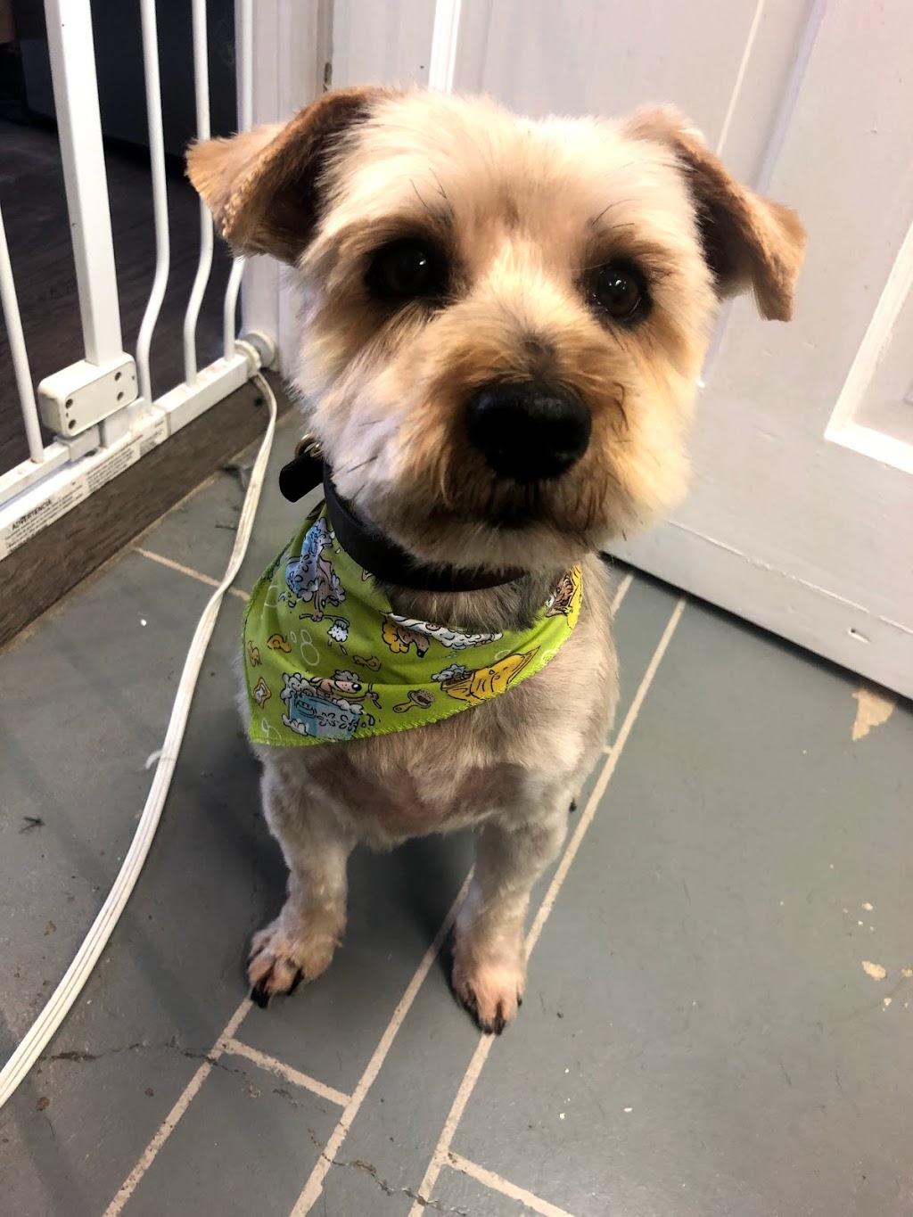 Poochie Girl Dog Grooming | 6 Mill St, Almonte, ON K0A 1A0, Canada | Phone: (613) 256-6624