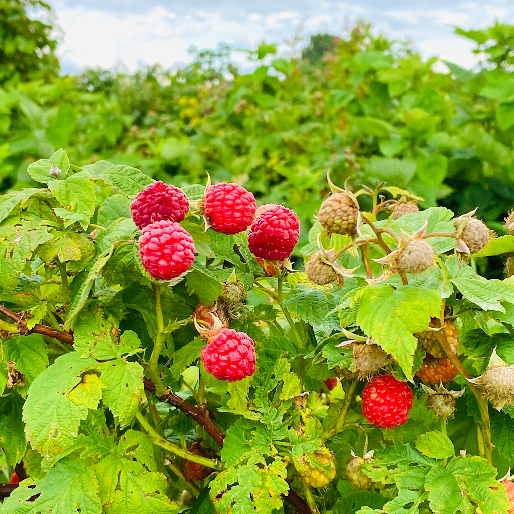 Berrys 4 U | 64383 Dufferin County Rd 3, East Garafraxa, ON L9W 7J5, Canada | Phone: (519) 993-4437