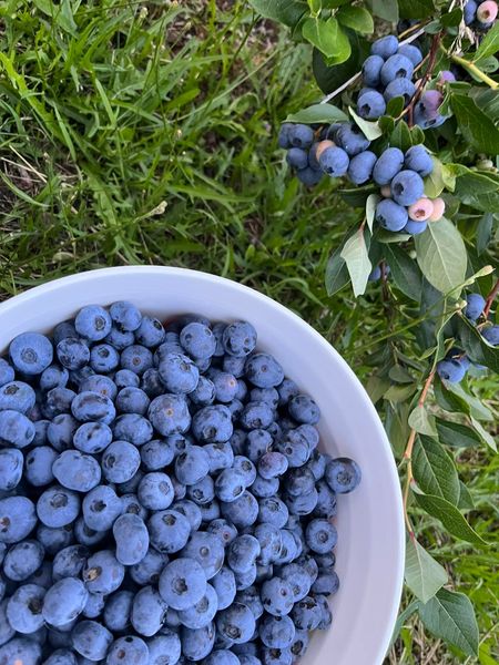 Ranch et Jardins Myké, autocueillette de bleuets et pommes | 414 Chem. des Îles, Pintendre, QC G6C 7M5, Canada | Phone: (418) 839-0207