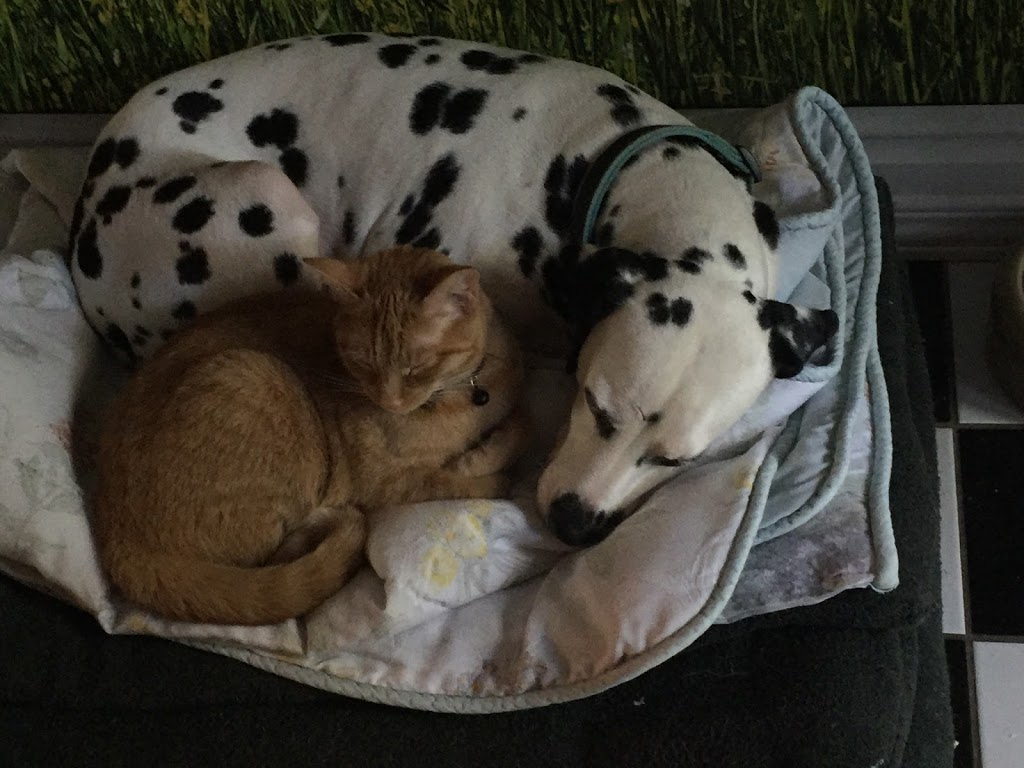 Dale Veterinary Clinic | 121 Toronto Rd #131, Port Hope, ON L1A 3S6, Canada | Phone: (905) 885-9577