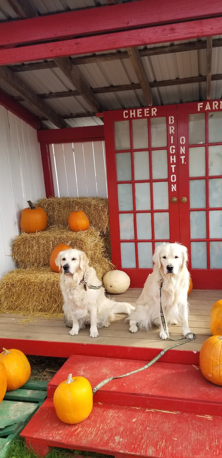 Cheer Farms | 365 Main St, Brighton, ON K0K 1H0, Canada | Phone: (613) 475-1717