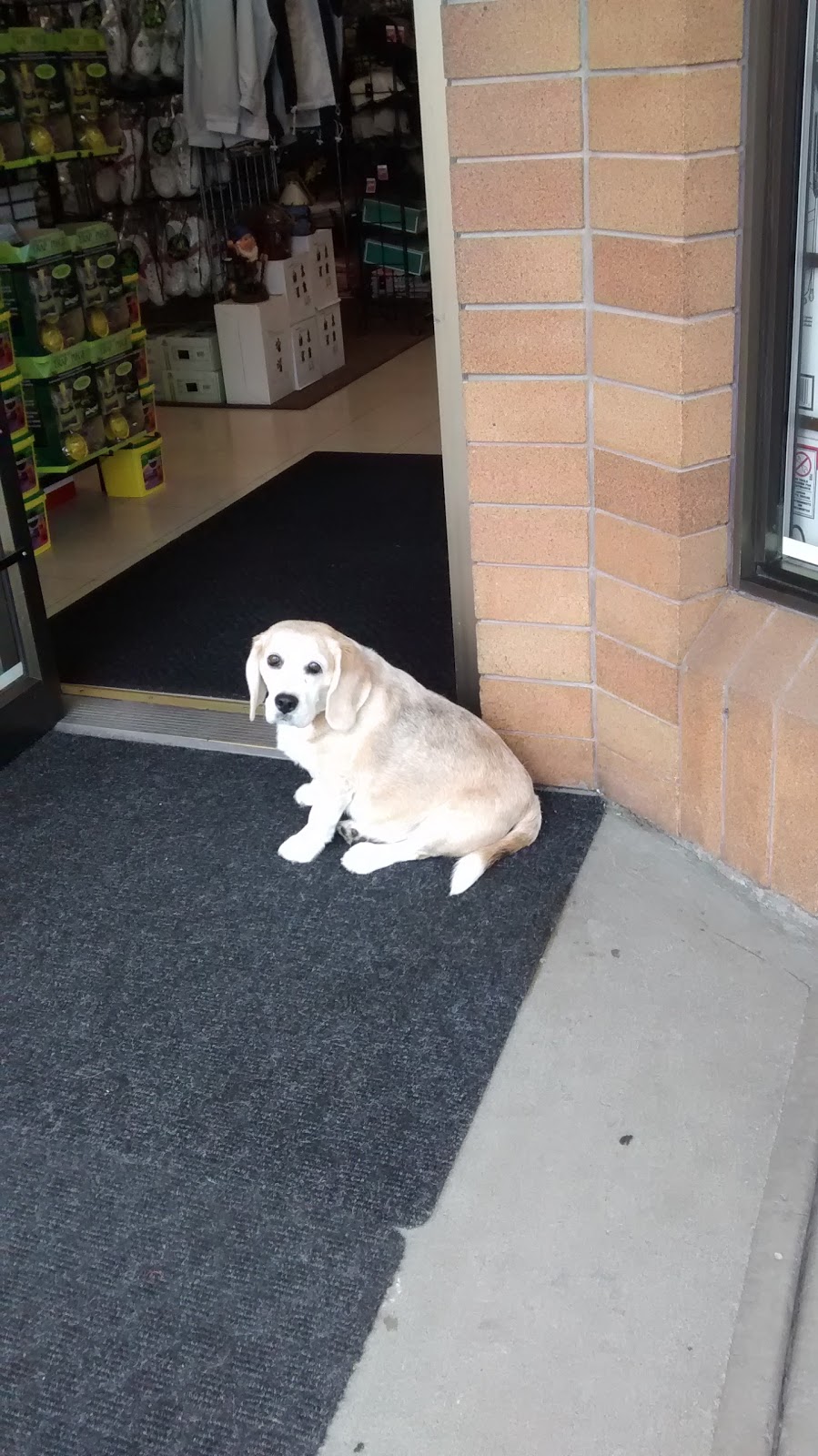 Ace Hardware | 5836 Beach Ave, Peachland, BC V0H 1X7, Canada | Phone: (250) 767-9220