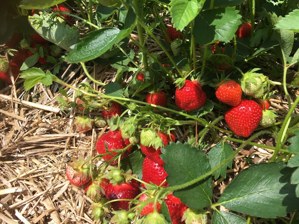 Fruitière Mario Nadeau | 2347 Chem. des Bois Francs E, Thetford Mines, QC G6H 3C8, Canada | Phone: (418) 335-7979
