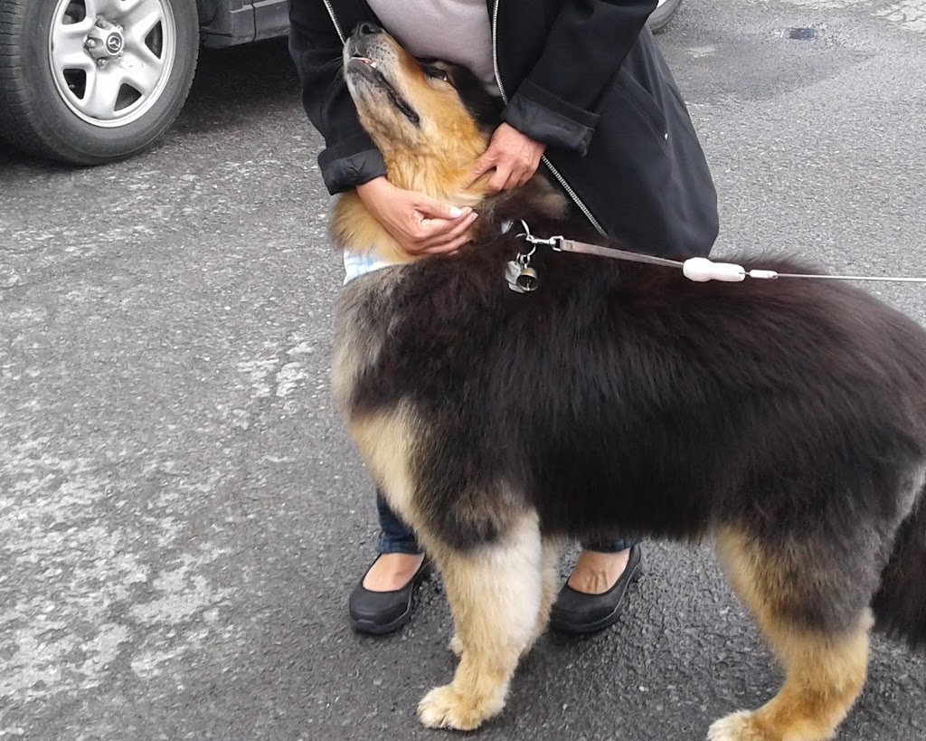 Madame J Toilettage | 35 Ch Haendel, Candiac, QC J5R 1R7, Canada | Phone: (514) 973-3019
