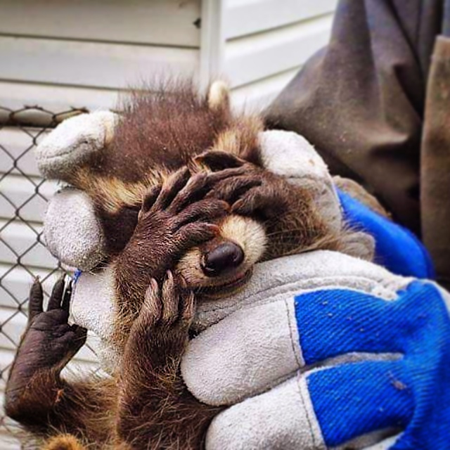 Skedaddle Humane Wildlife Control | 55 Chamberlin Dr, Cambridge, ON N1T 1M3, Canada | Phone: (519) 658-4400