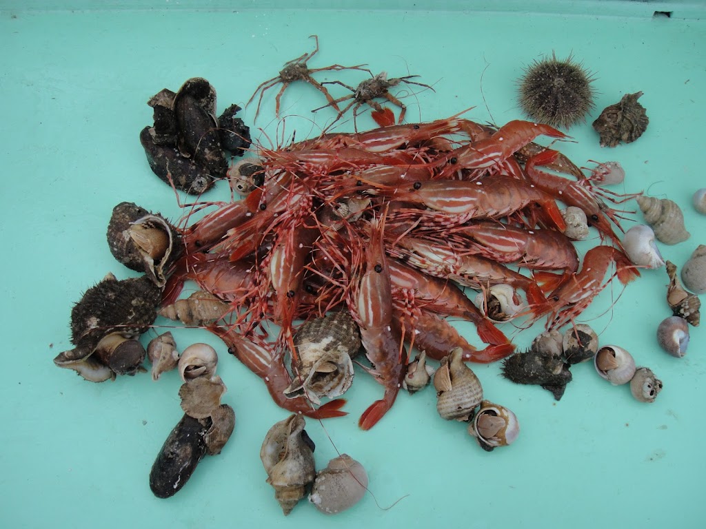 Club SeaKing Adventures / Fishing & Wildlife Tours | 10441 Resthaven Dr, Sidney, BC V8L 3H6, Canada | Phone: (250) 920-6531