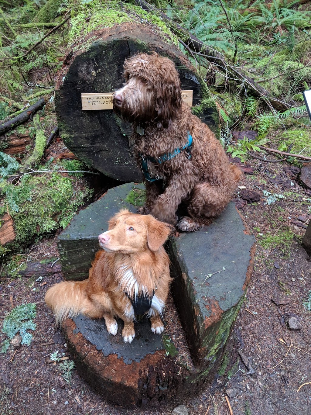 Whyte Lake Park | West Vancouver | Westport Rd, West Vancouver, BC V0N 1G0, Canada