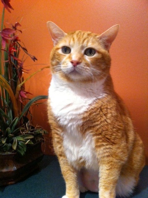 Cats At Home Feline Hospital | 17967 56 Ave #3, Surrey, BC V3S 1E2, Canada | Phone: (604) 574-8873
