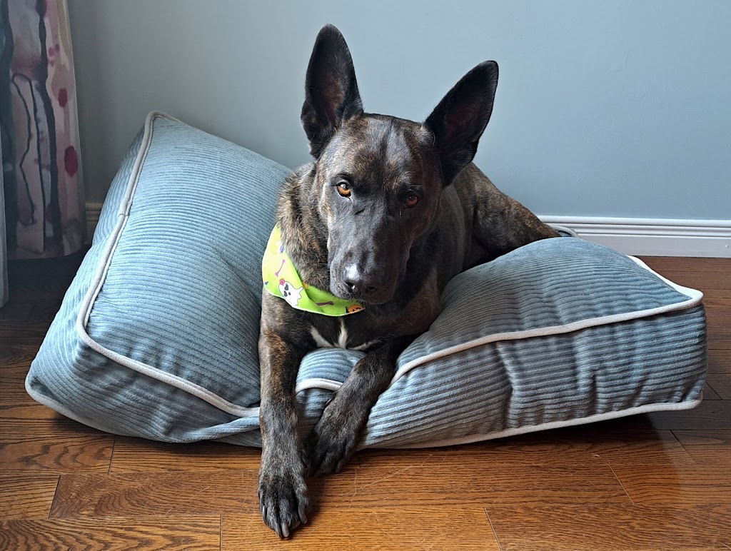 Bark & Fitz - Brantford | 230 Shellard Ln, Brantford, ON N3T 0B9, Canada | Phone: (365) 250-1005