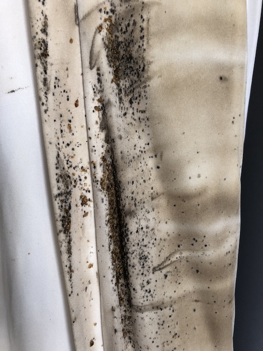 Extermination Complete Bugs Longueuil | 206 Rue Maple, Greenfield Park, QC J4V 2S1, Canada | Phone: (450) 651-1777