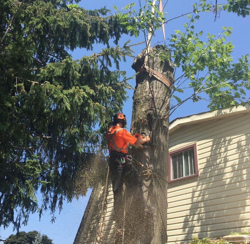 Safe Tree Ltd. | 2795 Moyer St, Fenwick, ON L0S 1C0, Canada | Phone: (289) 650-1775