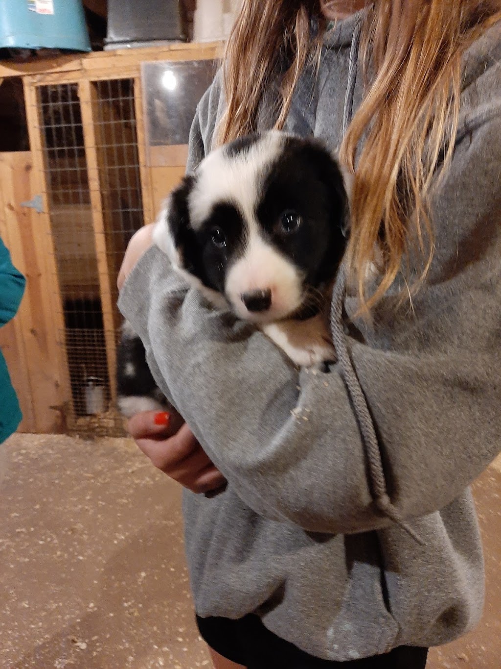 Double R Border Collies | point of interest | 1539 NS-362, Middleton, NS B0S 1P0, Canada | 9028254596 OR +1 902-825-4596