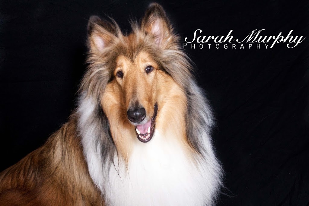 Sarah Murphy Photography | 8 Strathcona Ave, Brantford, ON N3S 1T3, Canada | Phone: (289) 808-7316