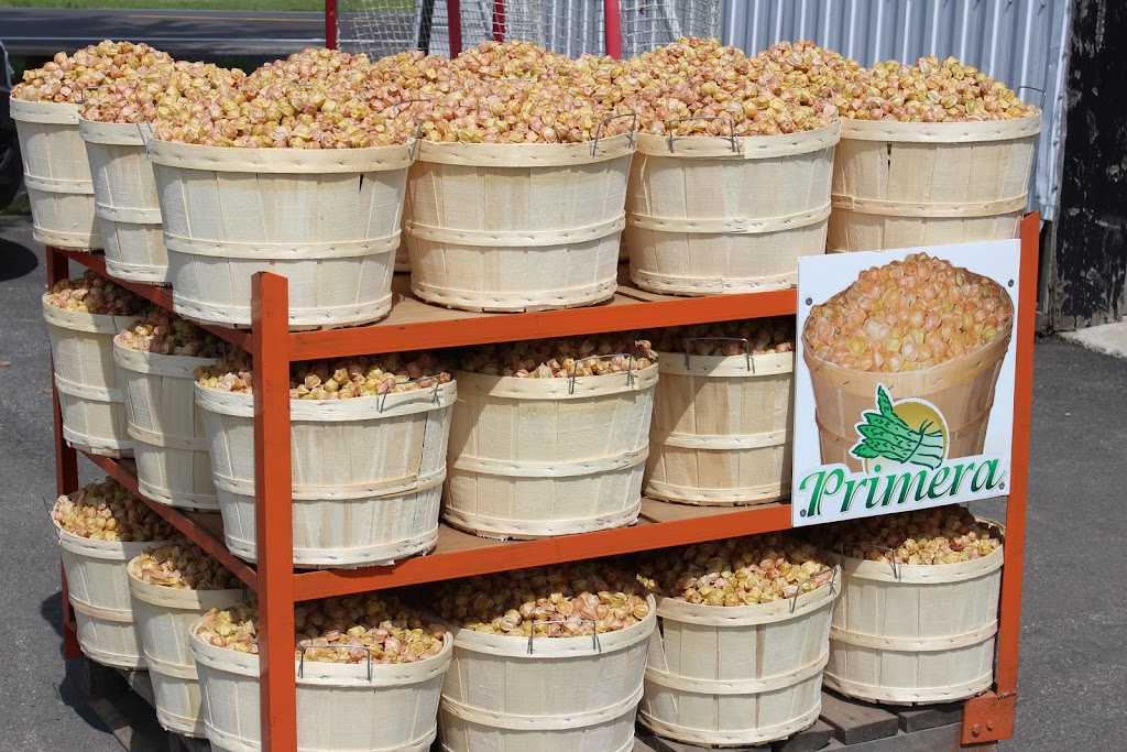 Asperges Primera | 1550 Rang St Albert, Saint-Thomas, QC J0K 3L0, Canada | Phone: (450) 803-6261