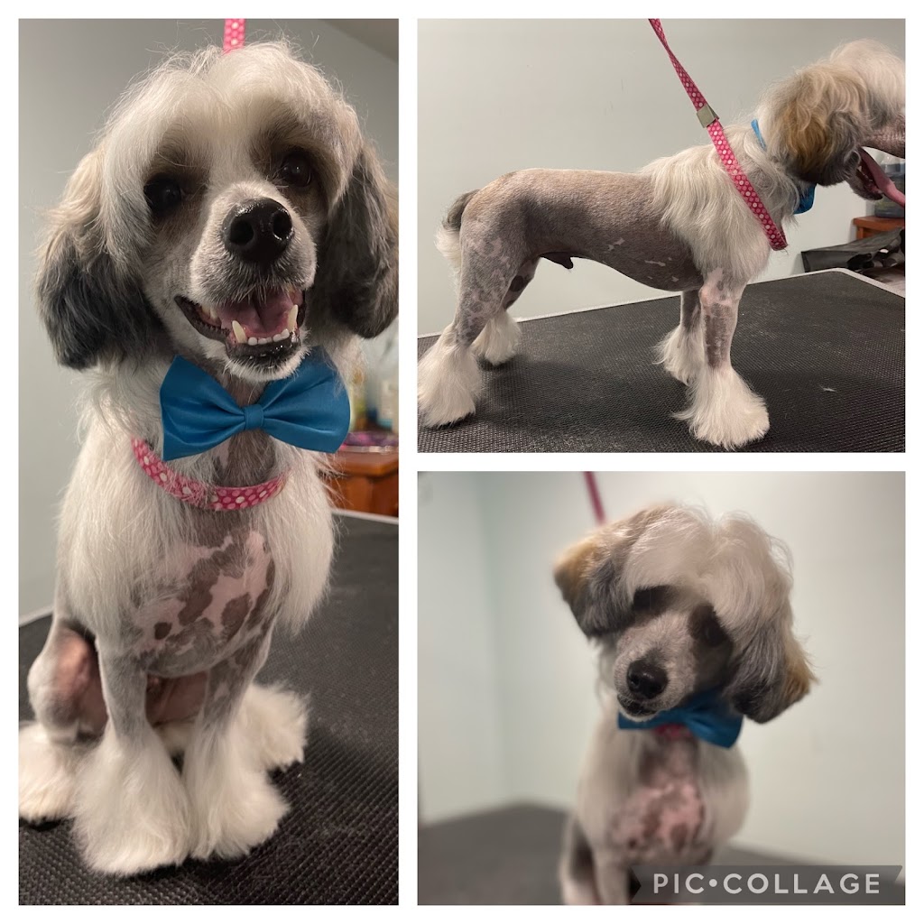 Bath & Doggy Works Grooming | 2558 25th Side Rd, Innisfil, ON L9S 3V2, Canada | Phone: (705) 321-3272