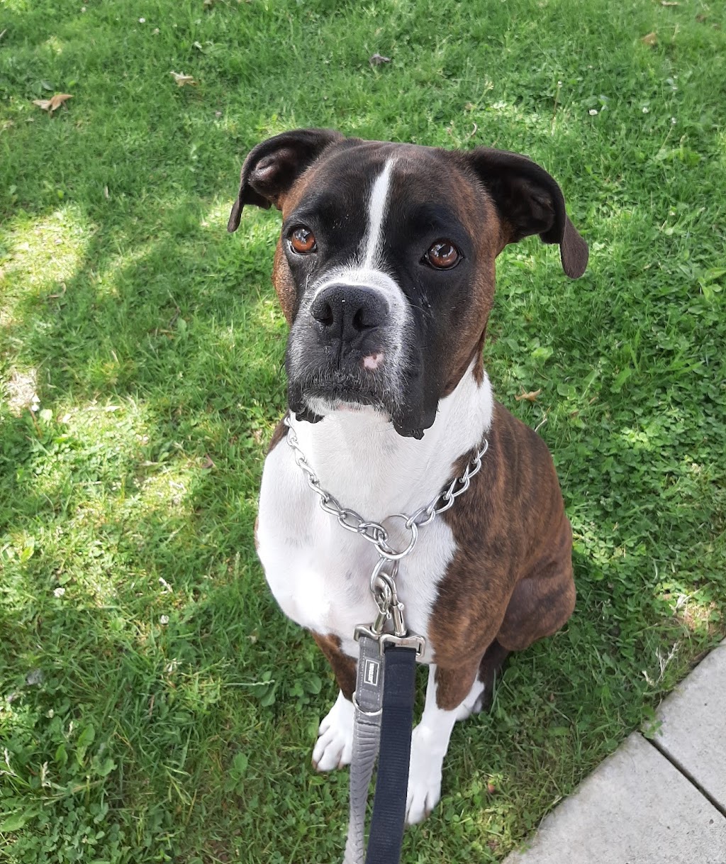 Fusion Pet Service | Magnolia Dr, Hamilton, ON L9C 5Z3, Canada | Phone: (905) 807-3346