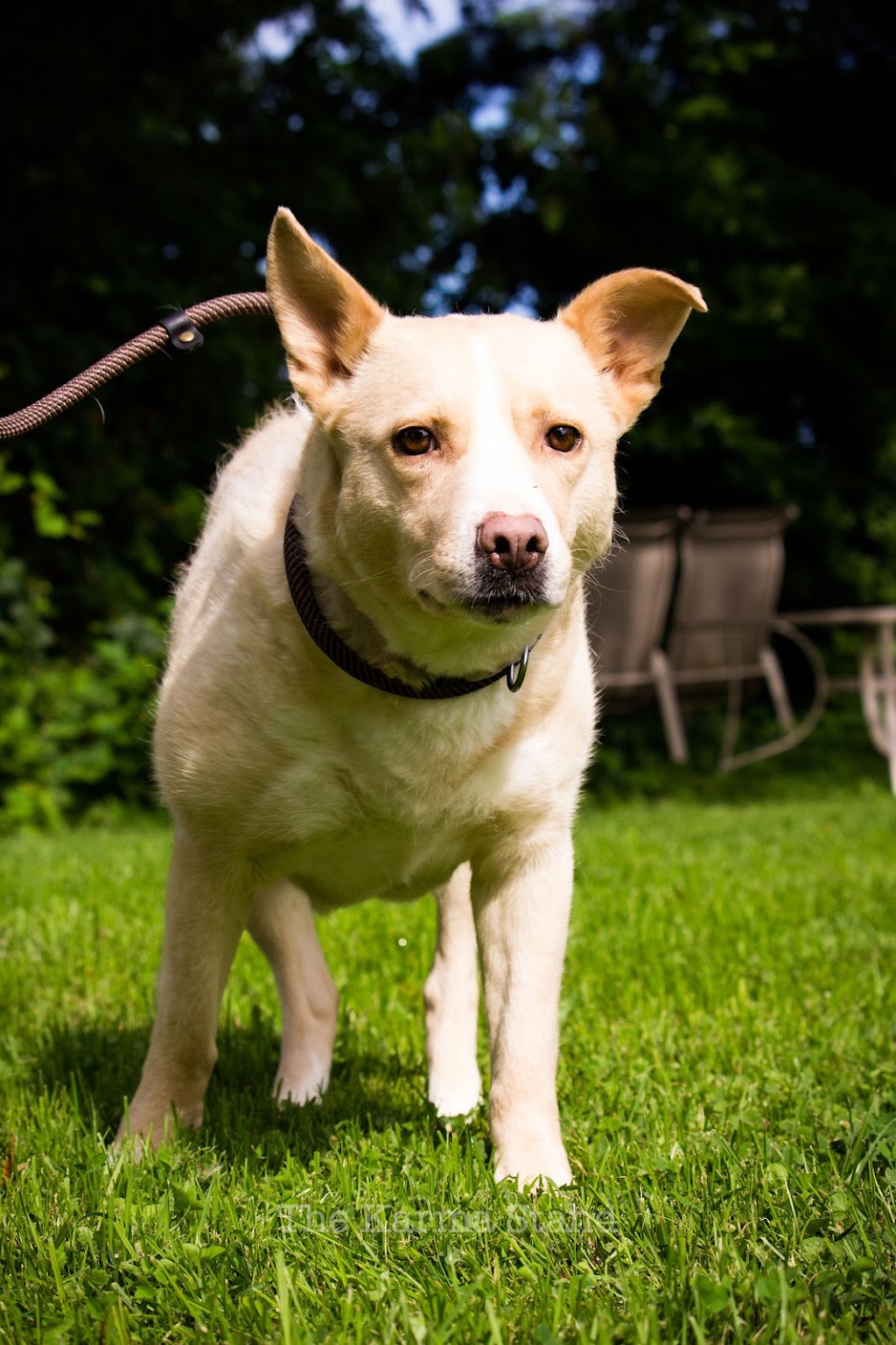 Outrun Animal Rescue and Rehabilitation Center | 998089 Mulmur Tosorontio Townline, Lisle, ON L0M 1M0, Canada | Phone: (705) 717-2761