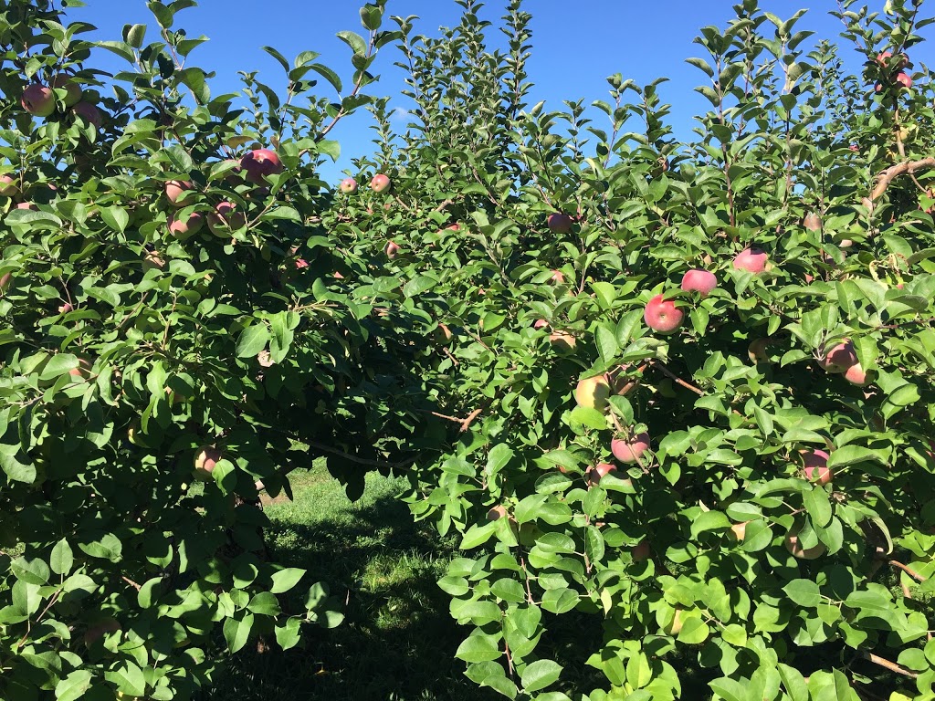 Waddell Apples | 1345 Washburn Rd, Seeleys Bay, ON K0H 2N0, Canada | Phone: (613) 546-1690