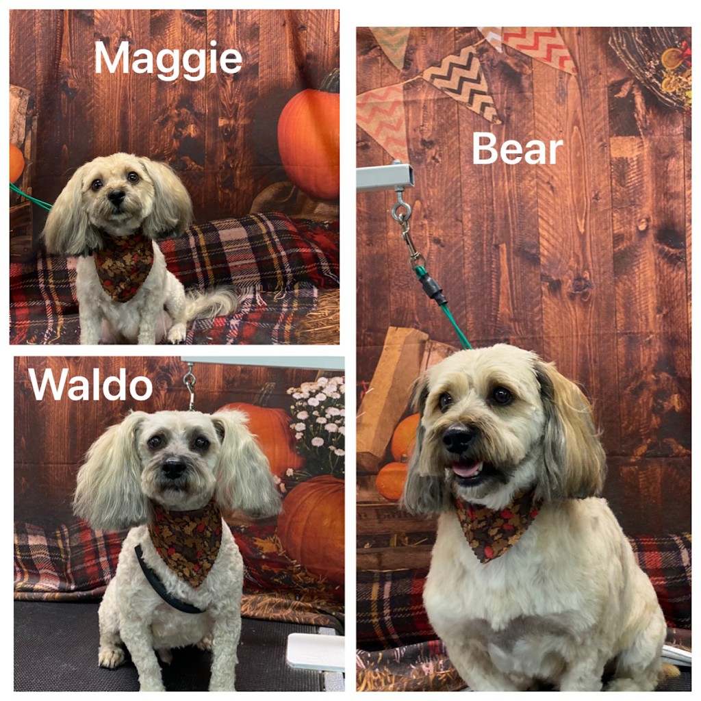 Hometown Kennels And Grooming | 421 Oxford 2, Princeton, ON N0J 1V0, Canada | Phone: (519) 536-0954