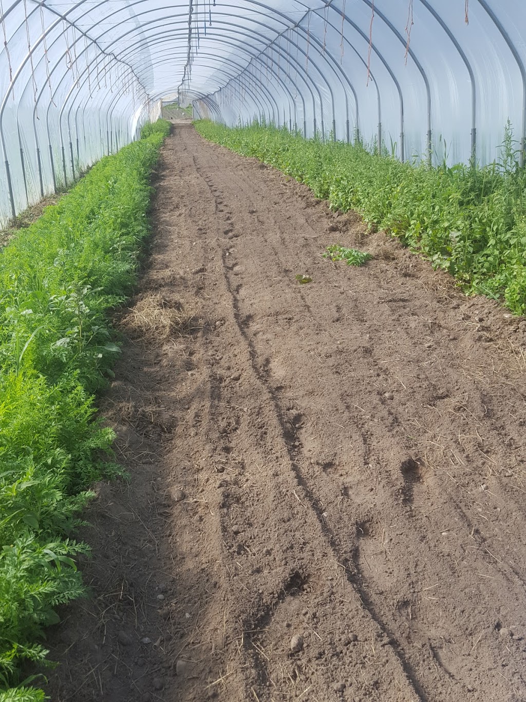 Zephyr Organics | 10900 Concession Rd 4, Zephyr, ON L0E 1T0, Canada | Phone: (416) 577-3685