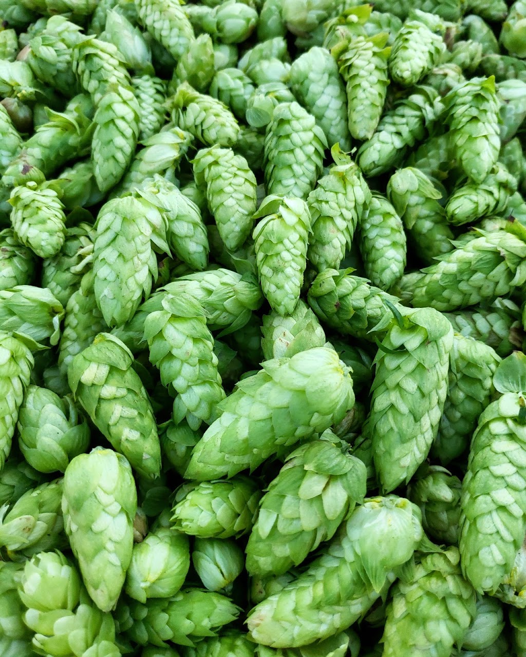 McMath Farms & Black Hill Hops | 5077 McMath St, Abbotsford, BC V4X 2P2, Canada | Phone: (604) 614-9670