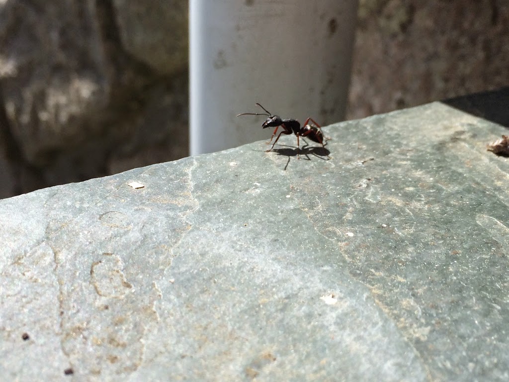 Knockout Pest Control | 4186 Garden Grove Dr, Burnaby, BC V5G 4G6, Canada | Phone: (778) 654-7711