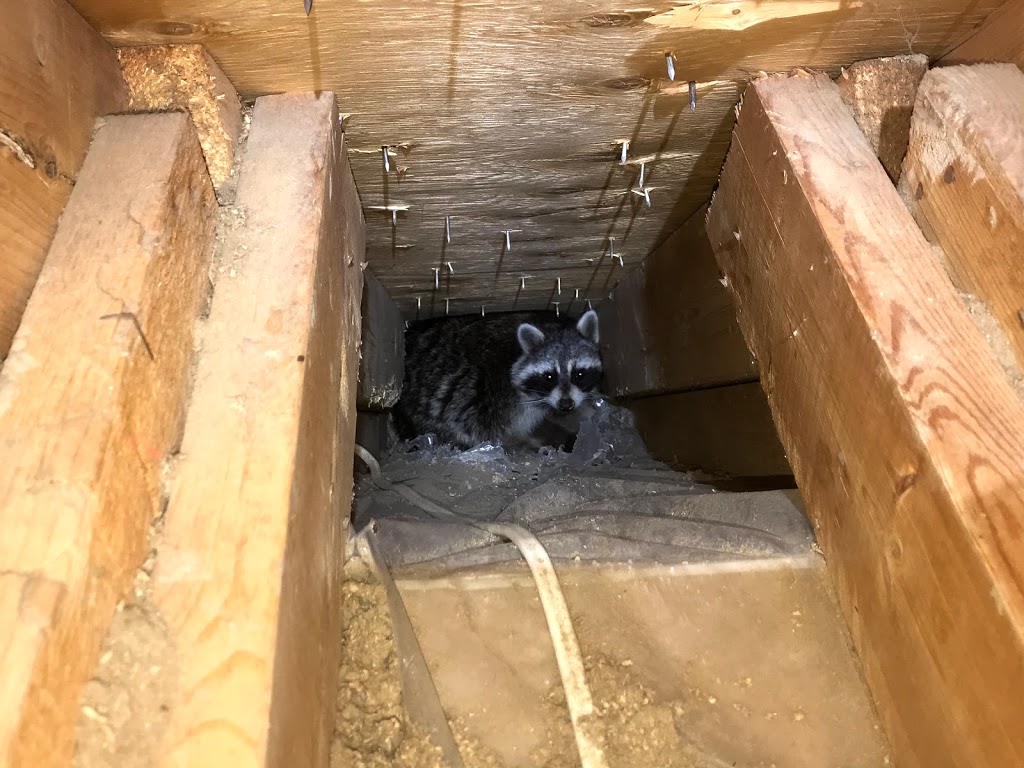 K5 Wildlife Services | 22 Spring Creek Dr Unit #3, Waterdown, ON L8B 1V7, Canada | Phone: (905) 617-0355
