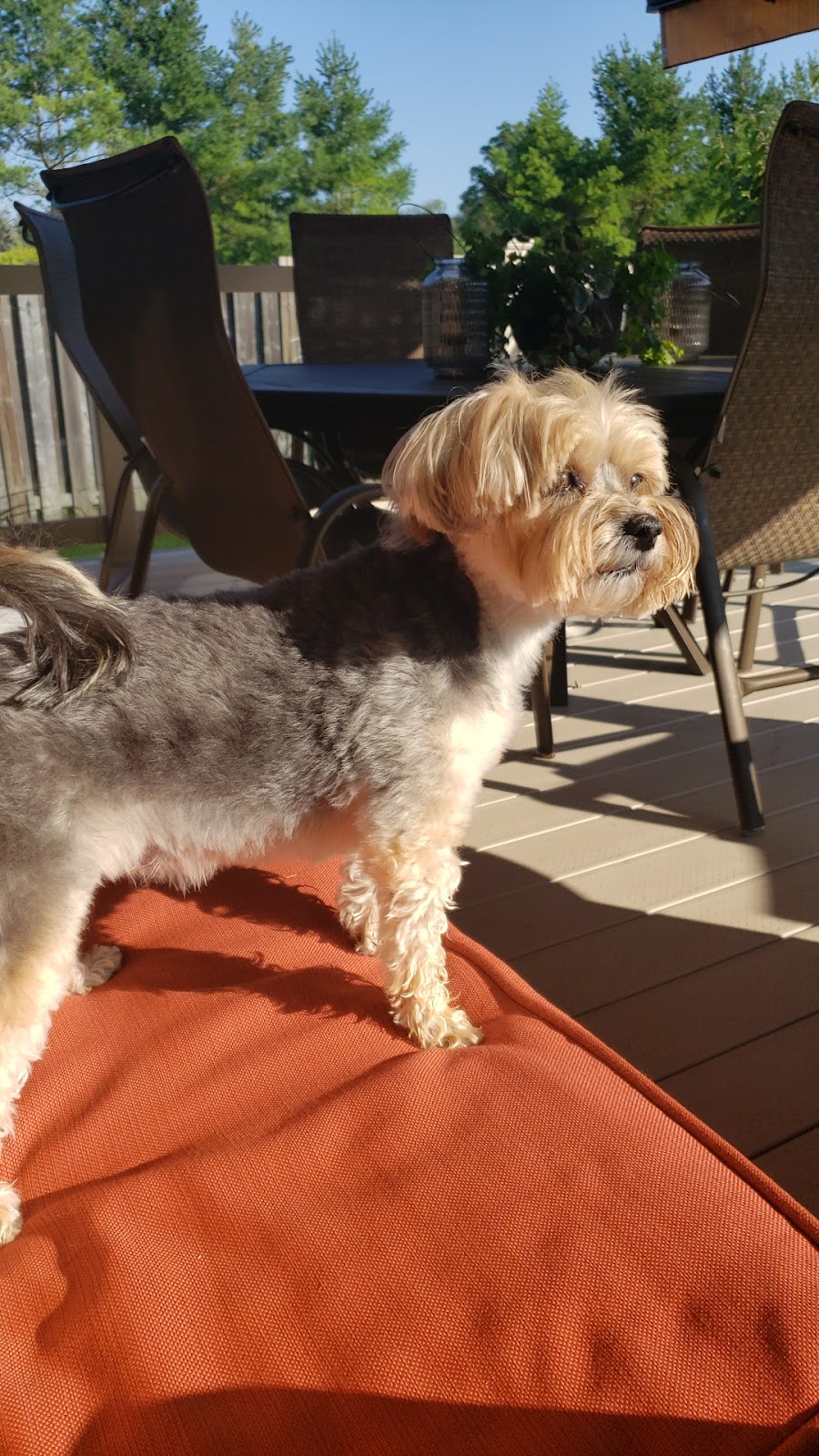 Doggie Den | 286 Huron Rd, Sebringville, ON N0K 1X0, Canada | Phone: (519) 274-3968
