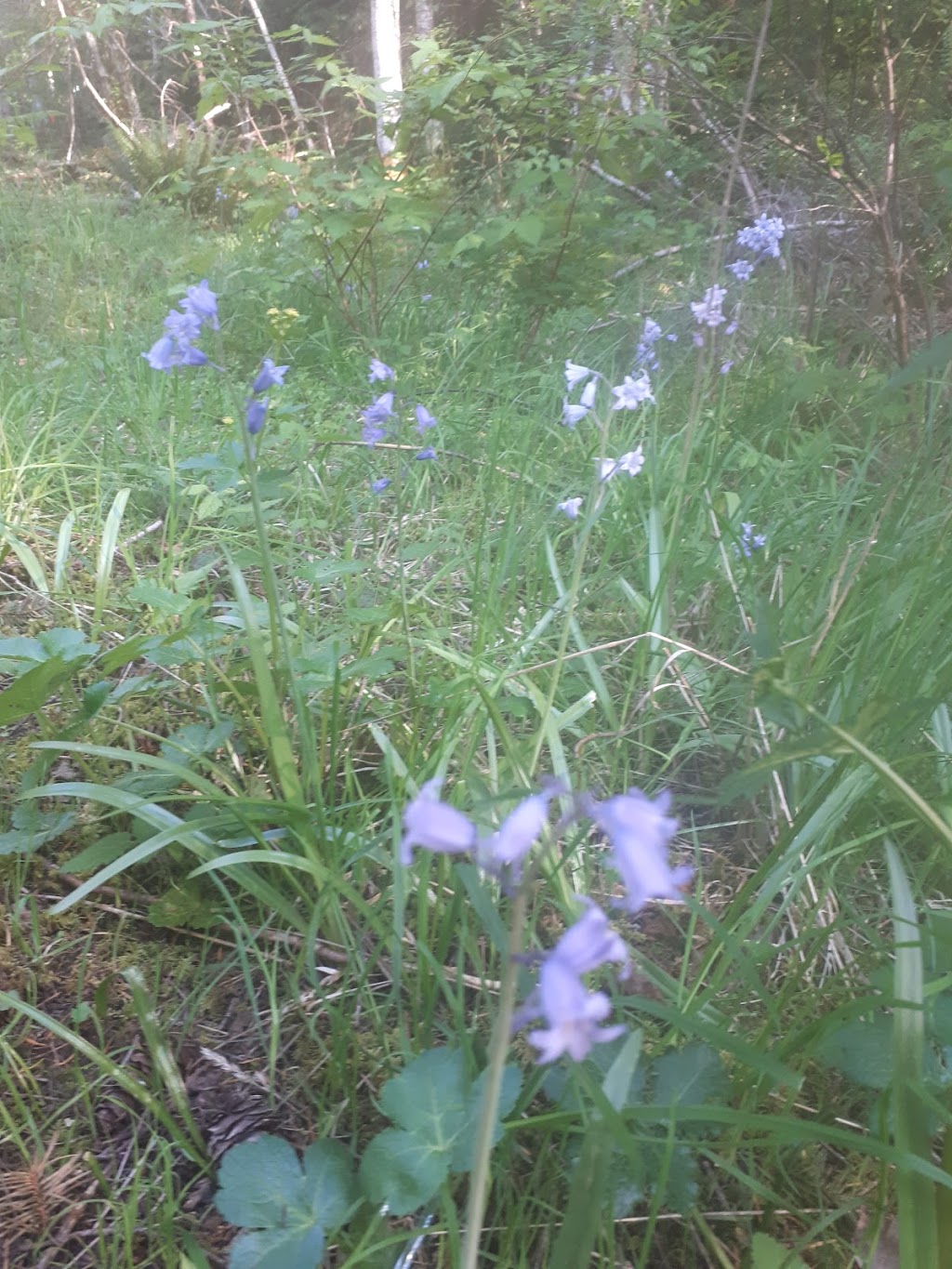 Blinkhorn Nature Park | 1194 Kangaroo Rd, Victoria, BC V9C 4C9, Canada