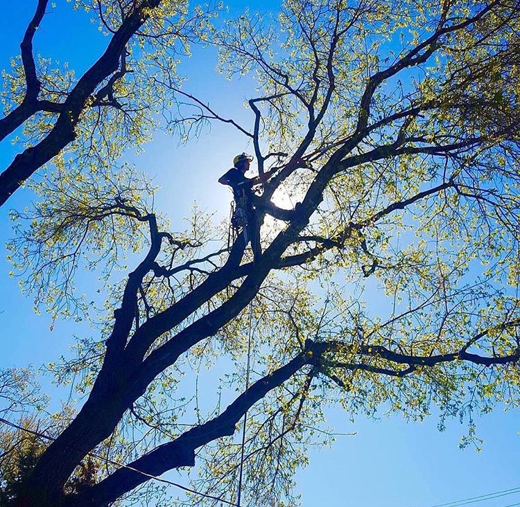 Symmetree Arborist Services | 138 Riverglen Park SE, Calgary, AB T2C 3Z1, Canada | Phone: (587) 229-8060