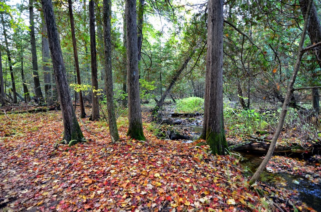 Hockley Valley Provincial Nature Reserve | 794122 3rd Line EHS, Laurel, ON L0N 1L0, Canada | Phone: (705) 435-2498